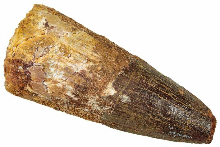 Fossil Spinosaurus Tooth - Robust Tooth #329530